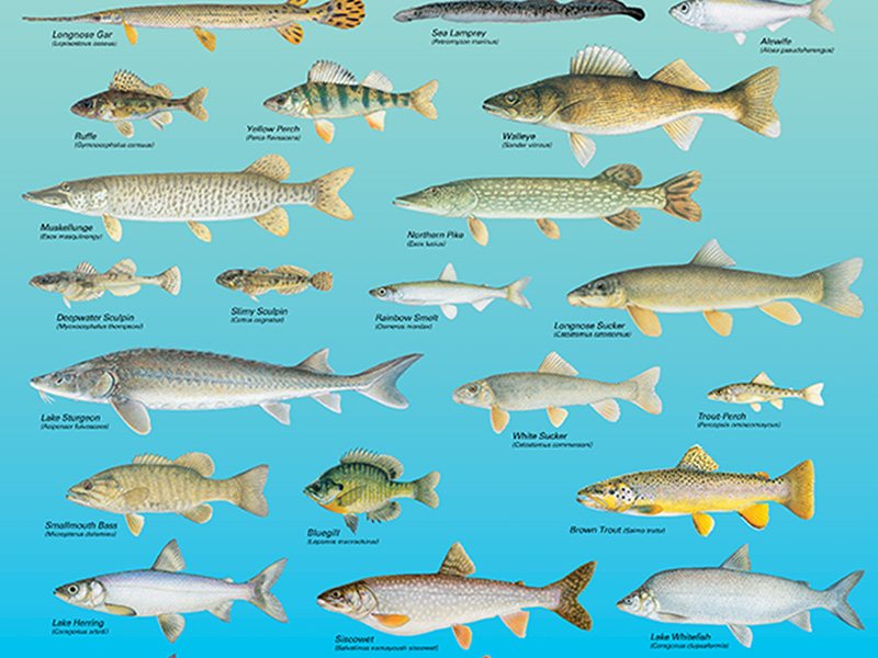 Rows of many detailed and illustrated freshwater fish on a blue background.