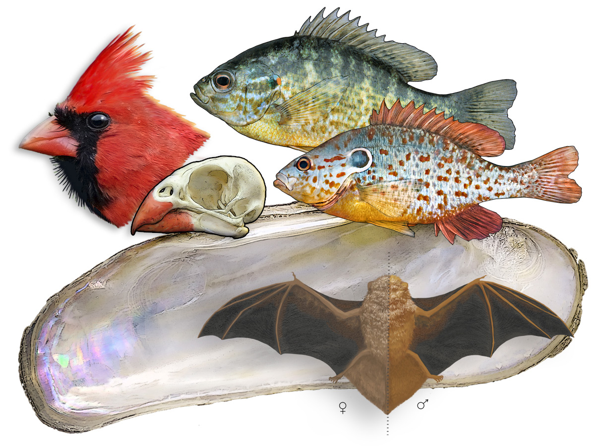 A collage of illustrations featuring birds, fish, a clam, and a bat.