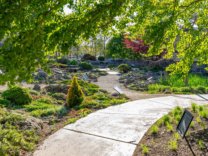A walkway in Allen Centennial Garden that winds through many species of plants and trees.